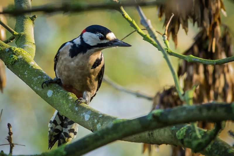 Great Spotted Woodpecker