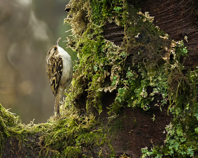 Tree Creeper