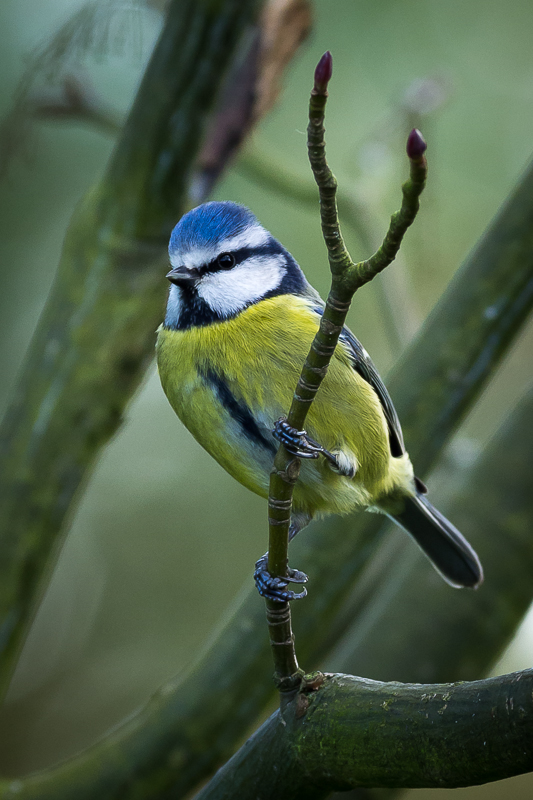 Blue Tit