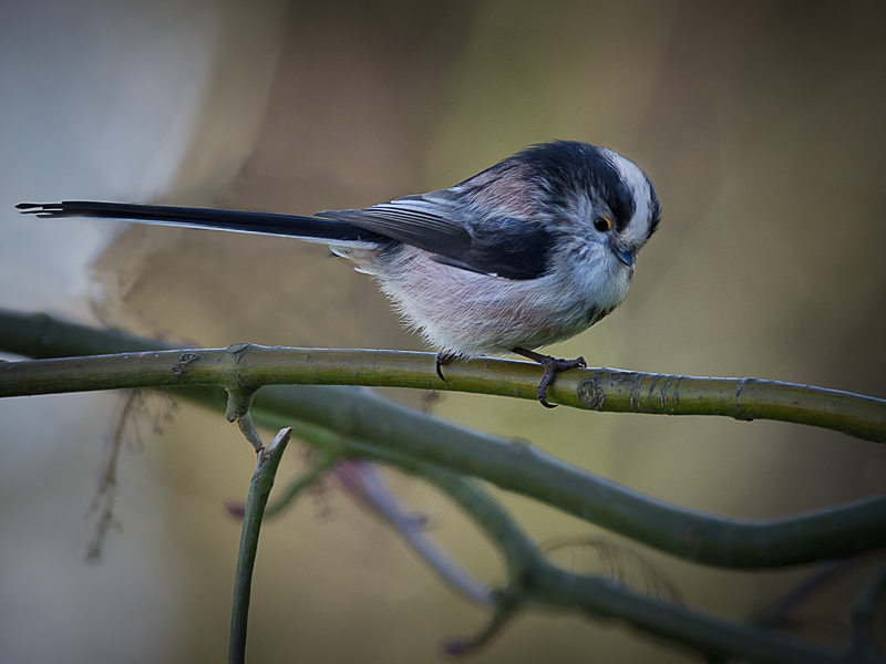 Long-tailed Tit