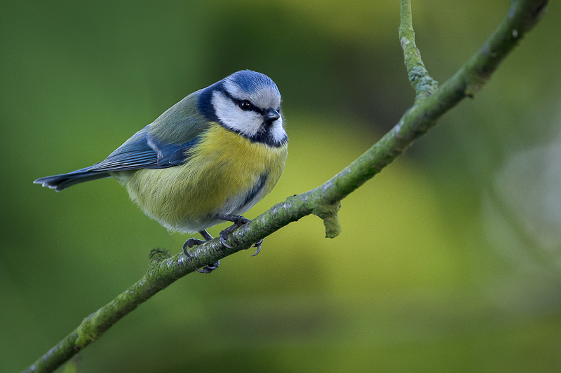 Blue Tit