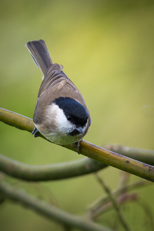 Marsh Tit