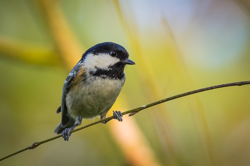 Coal Tit