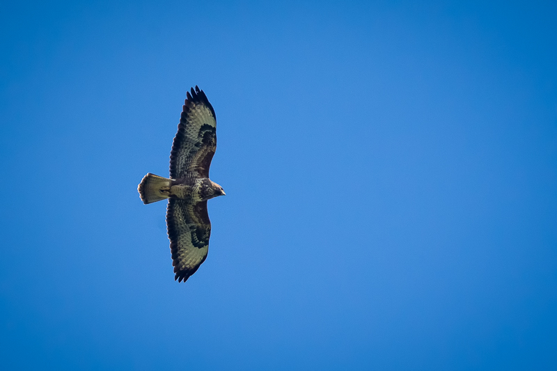 Buzzard