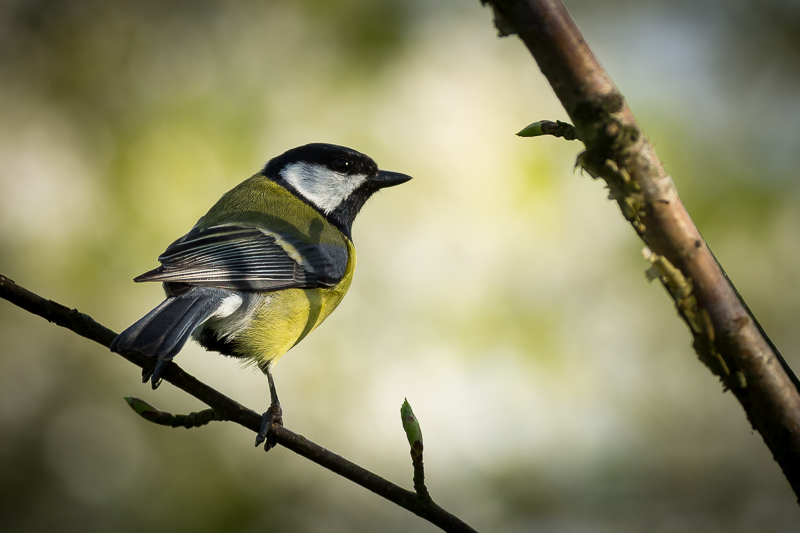 Great Tit