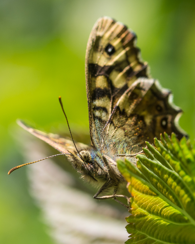Speckled Wood