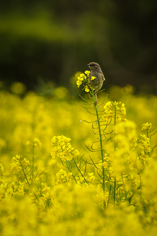 Dunnock in Oilseed Rape