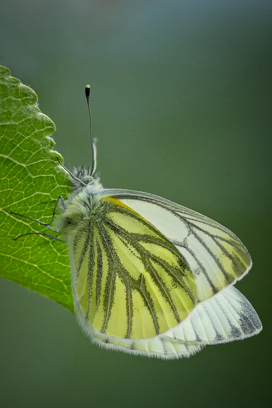 Green-veined White