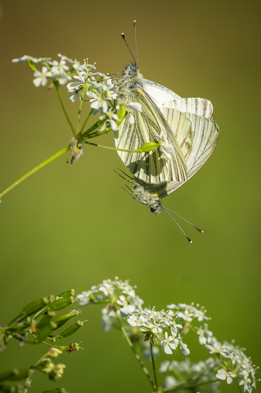 Green-veined Whites