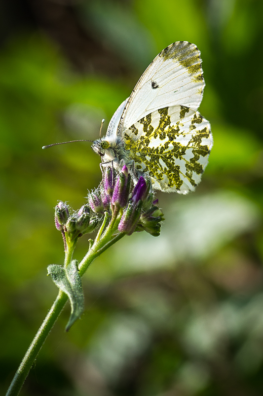 Orange Tip (Female)