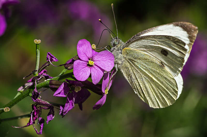 Small White