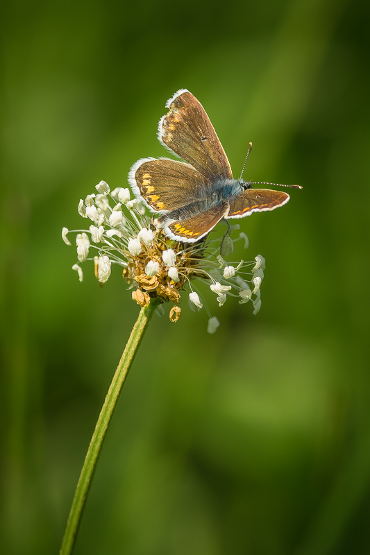 Brown Argus