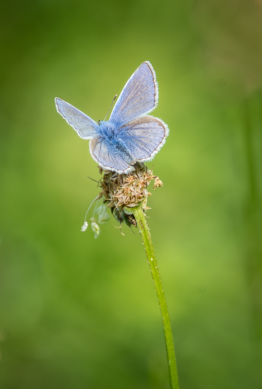 Common Blue male