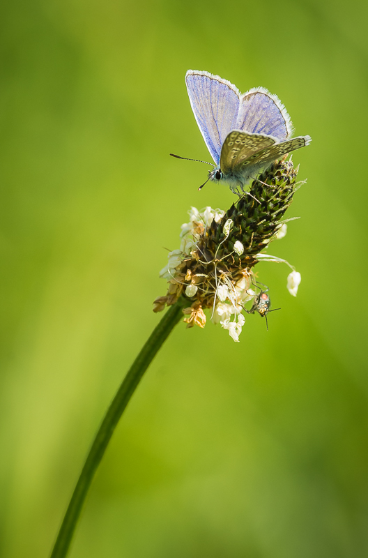 Common Blue male