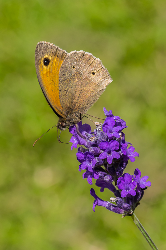 Meadow Brown
