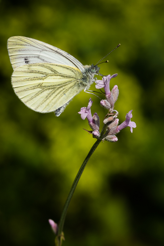 Green-veined White