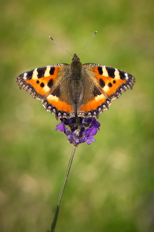 Small Tortoiseshell