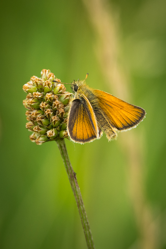 Essex Skipper