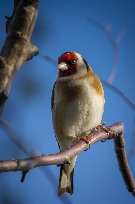 Goldfinch