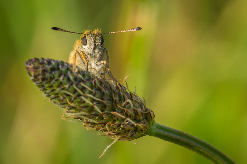 Essex Skipper