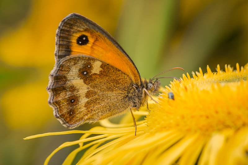 Gatekeeper
