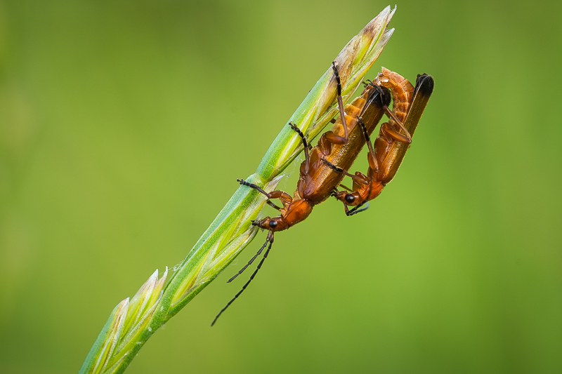 Red Soldier Beetles