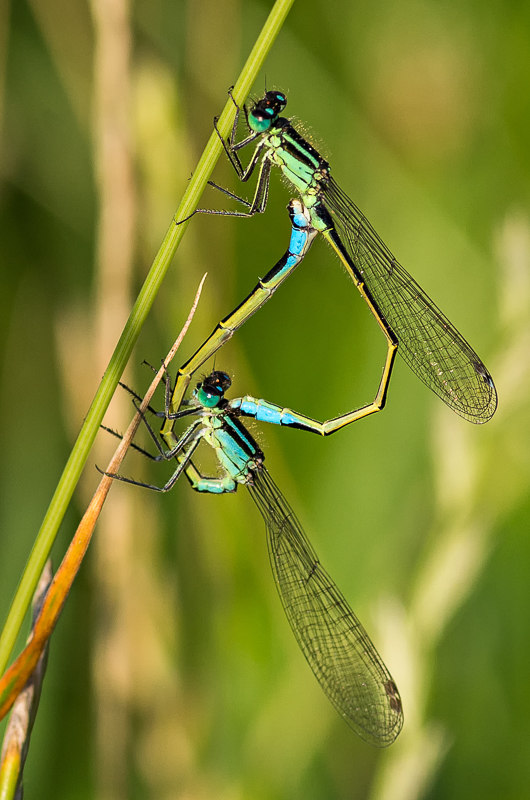 Blue-tailed Damselflies