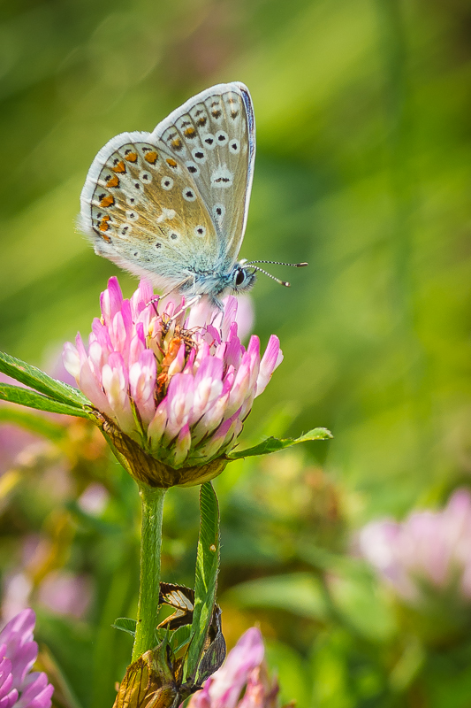 Common Blue (male)