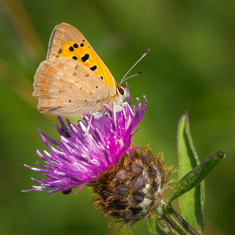 Small Copper
