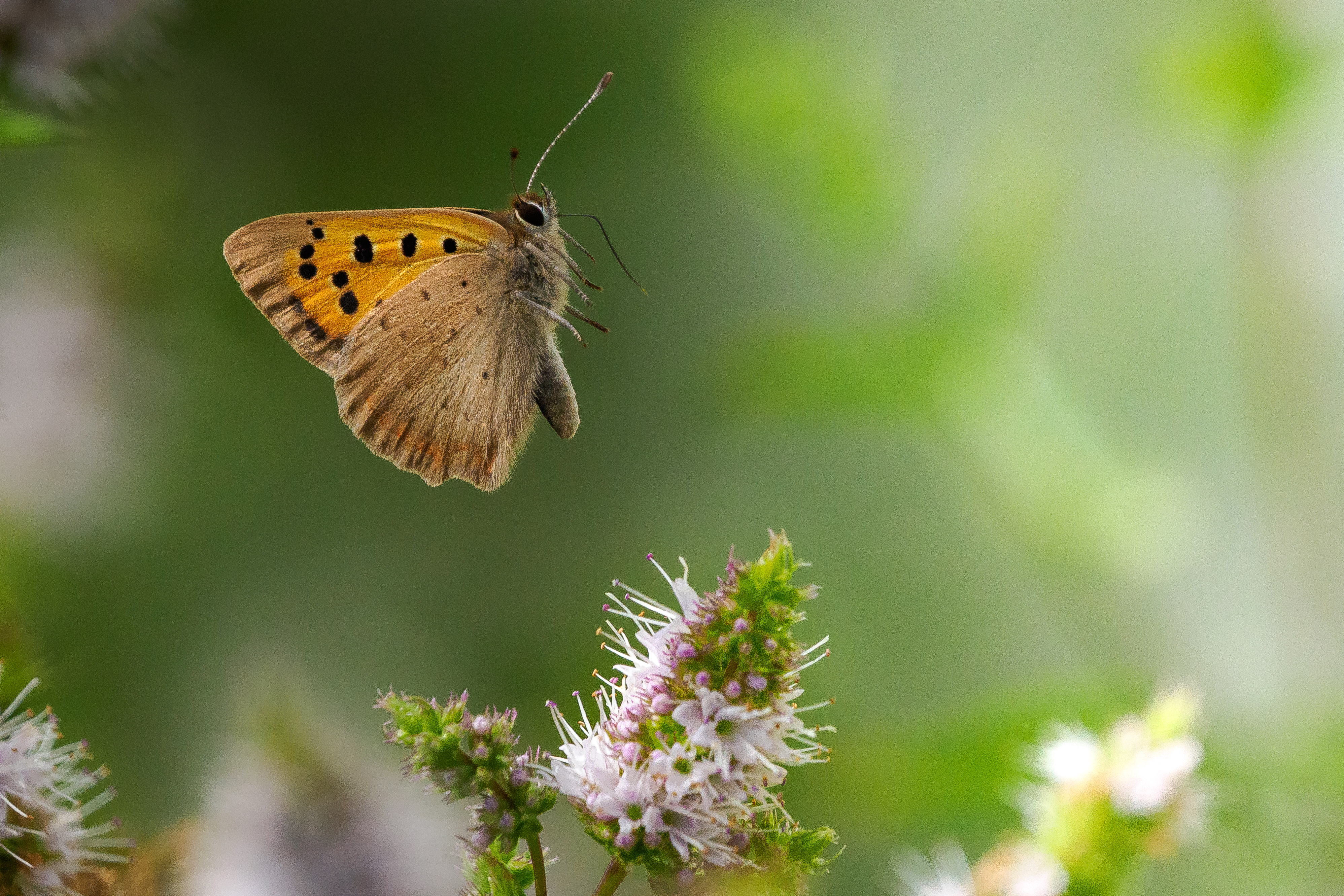 Small Copper