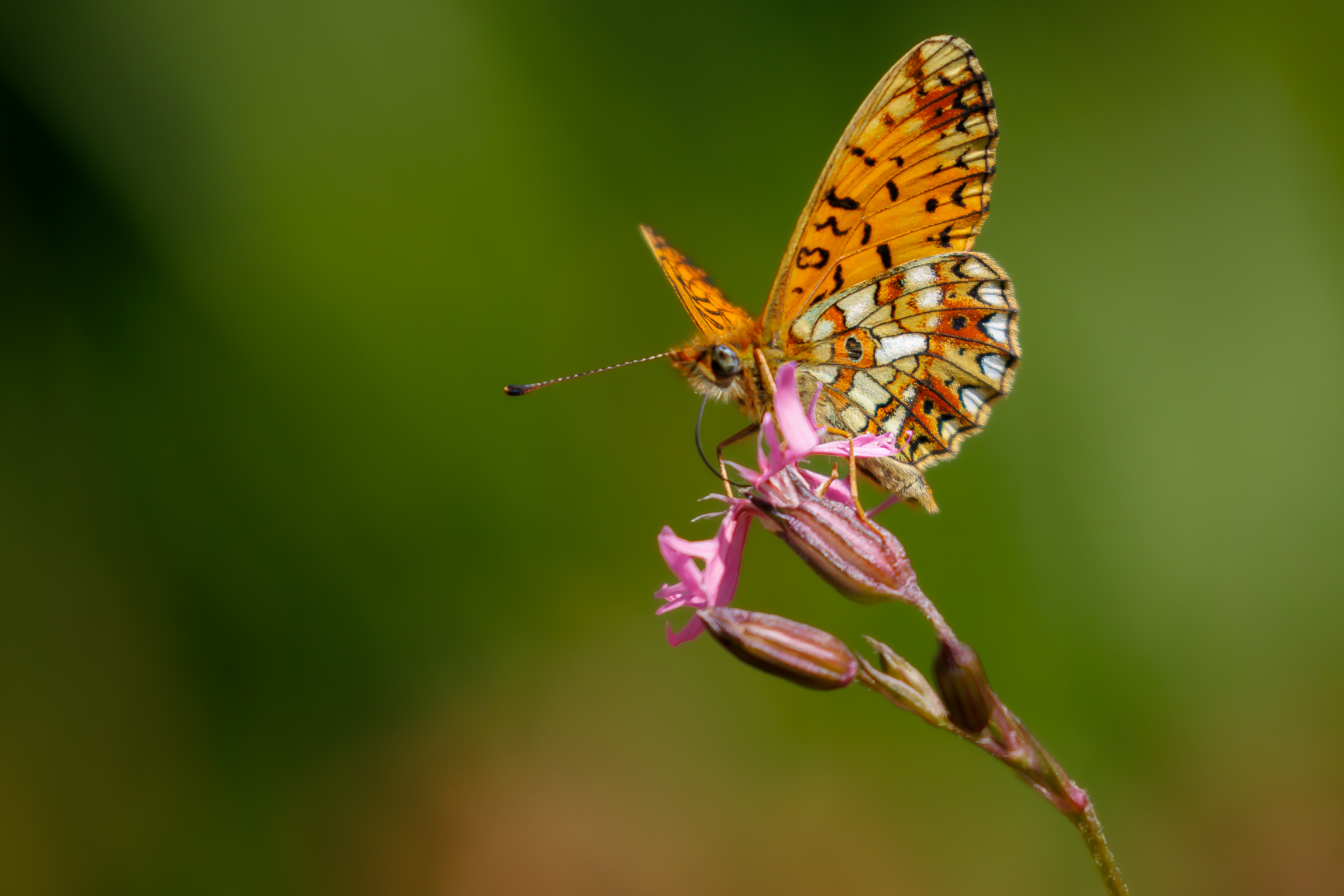 Small Pearl-bordered Fritillary