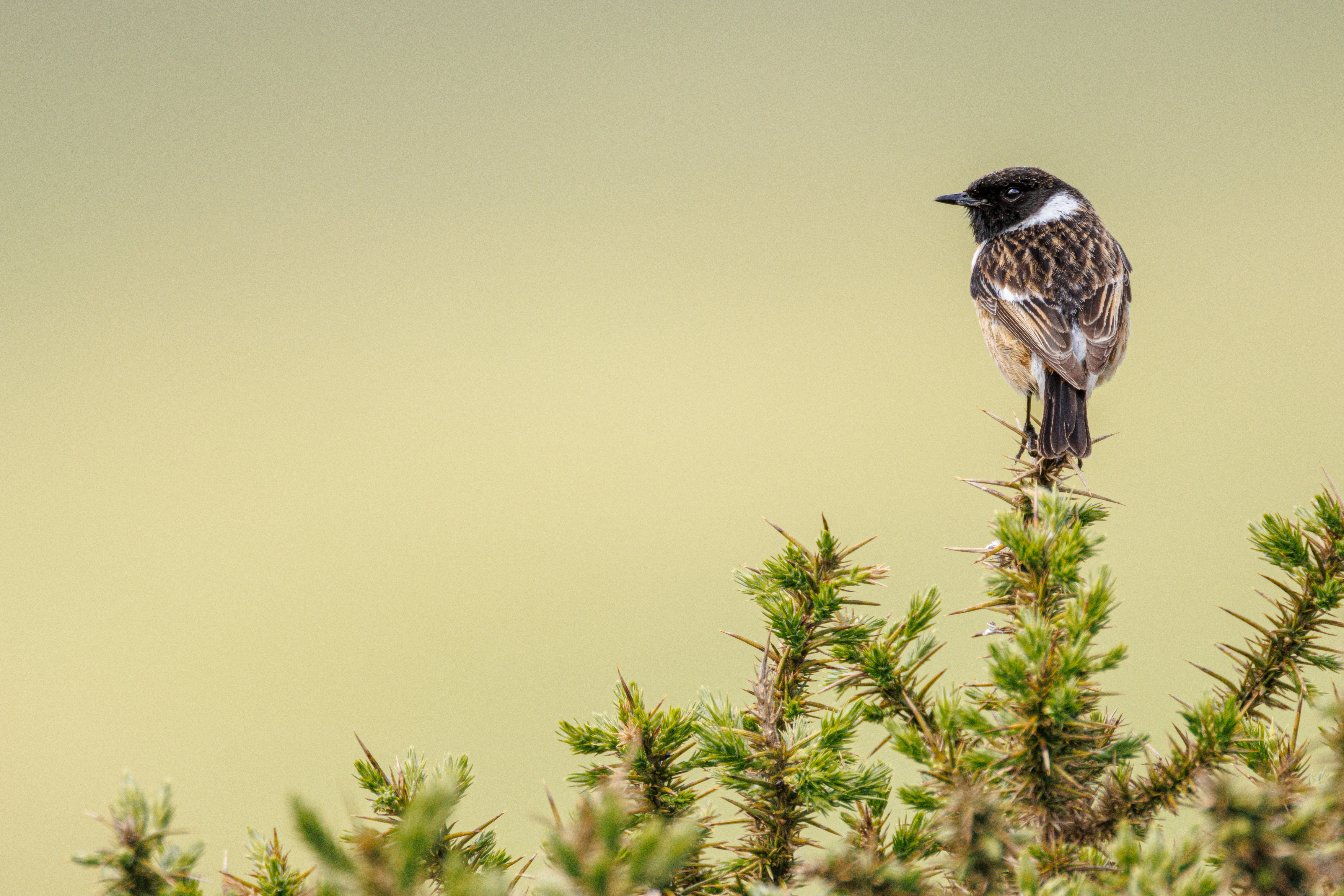 Stonechat male