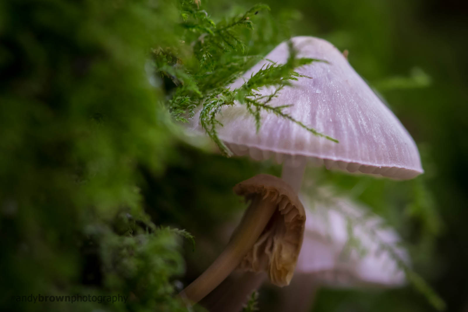 Hiding