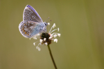 Common Blue