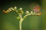 Small Copper