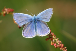 Common Blue