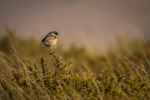 Stonechat (male)