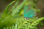 Green Hairstreak