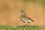 Meadow Pipit