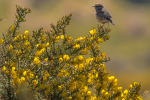 Female Stonechat on Gorse