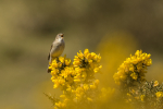 Willow Warbler