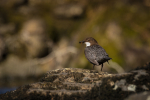 Dipper