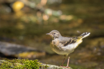 Grey Wagtail fledgling