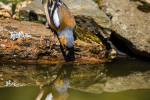 Chaffinch