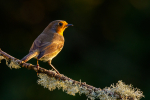 Sunset Robin