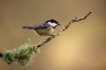 Coal Tit