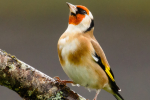 Goldfinch (Carduelis carduelis)