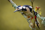 Great Spotted Woodpecker