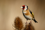 Goldfinch