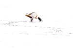 Shelduck